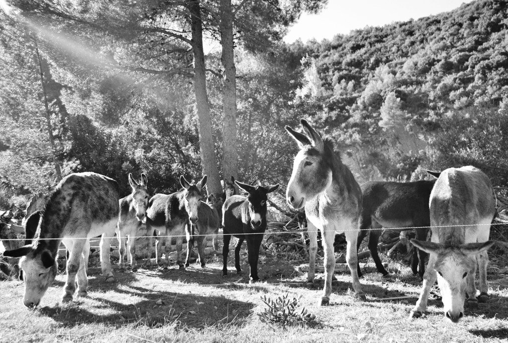 Limpieza de cauces con burros | Ecologistas en Acción La Serranía